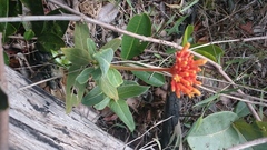 Palicourea officinalis