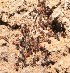 Pheidole clementensis