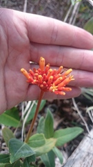 Palicourea officinalis