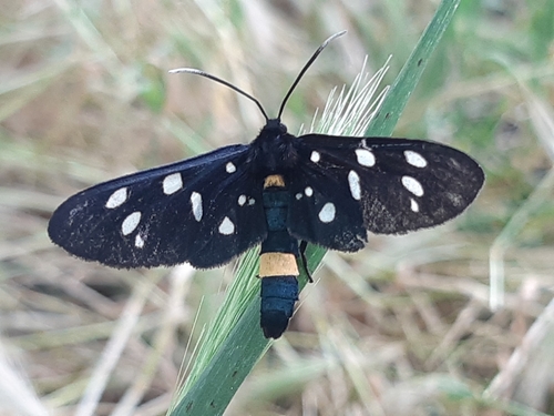 Nine-spotted Moth
