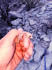 Phyllodactylus nocticolus