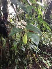 Begonia cooperi