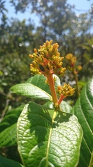 Palicourea rigida