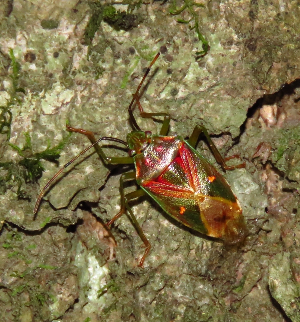 Planois gayi