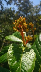 Palicourea rigida