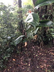 Heliconia monteverdensis
