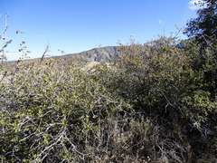 Quercus john-tuckeri