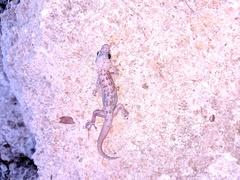 Phyllodactylus nocticolus
