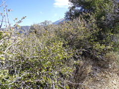 Quercus john-tuckeri