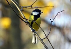 Parus major