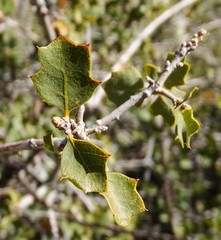 Quercus john-tuckeri