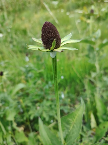 Showy coneflower (Rudbeckia alpicola)