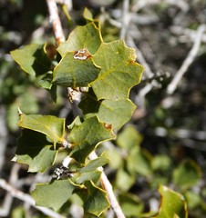 Quercus john-tuckeri