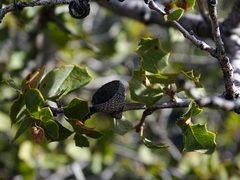 Quercus john-tuckeri