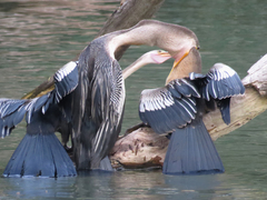 Anhinga