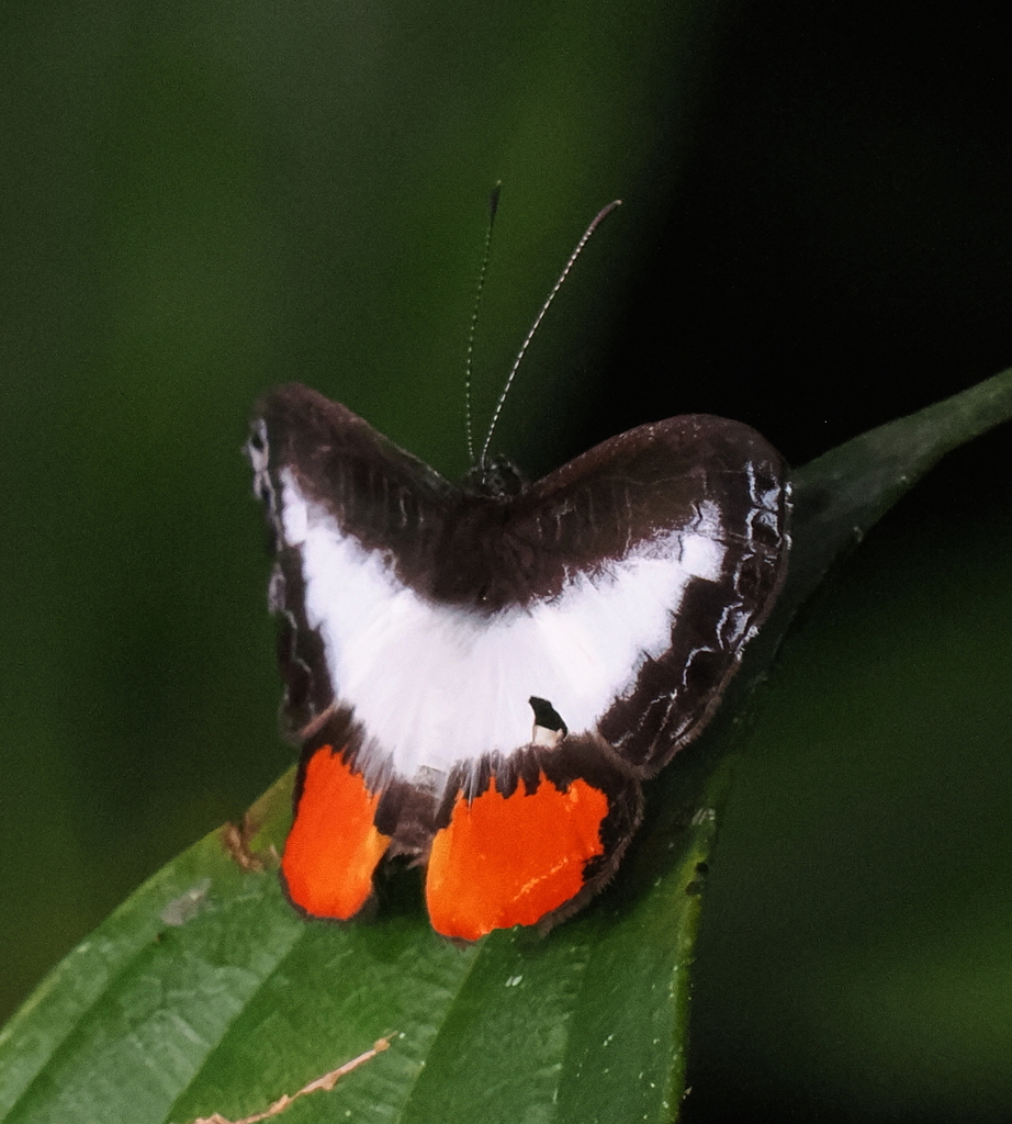 Nymphidium balbinus