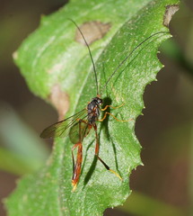 Anomaloninae
