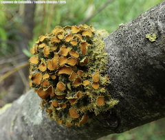 Teloschistes hypoglaucus