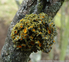 Teloschistes hypoglaucus