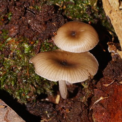 Trogia straminea