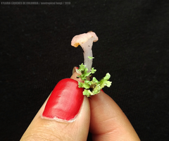 Phyllobaeis imbricata