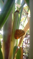 Opsiphanes boisduvallii