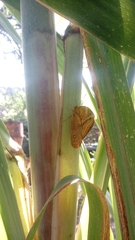Opsiphanes boisduvallii