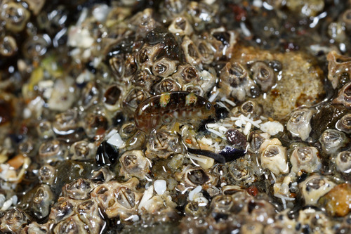 Hyalidae