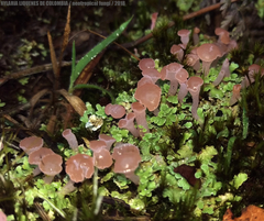 Phyllobaeis imbricata