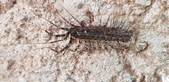 Scutigera