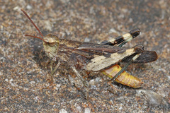 Chortophaga australior