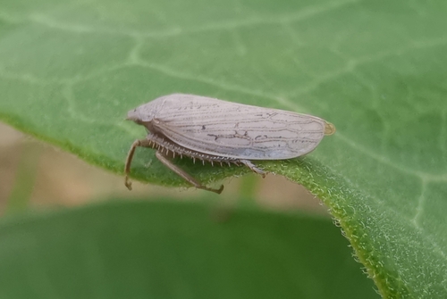 Prairiana kansana
