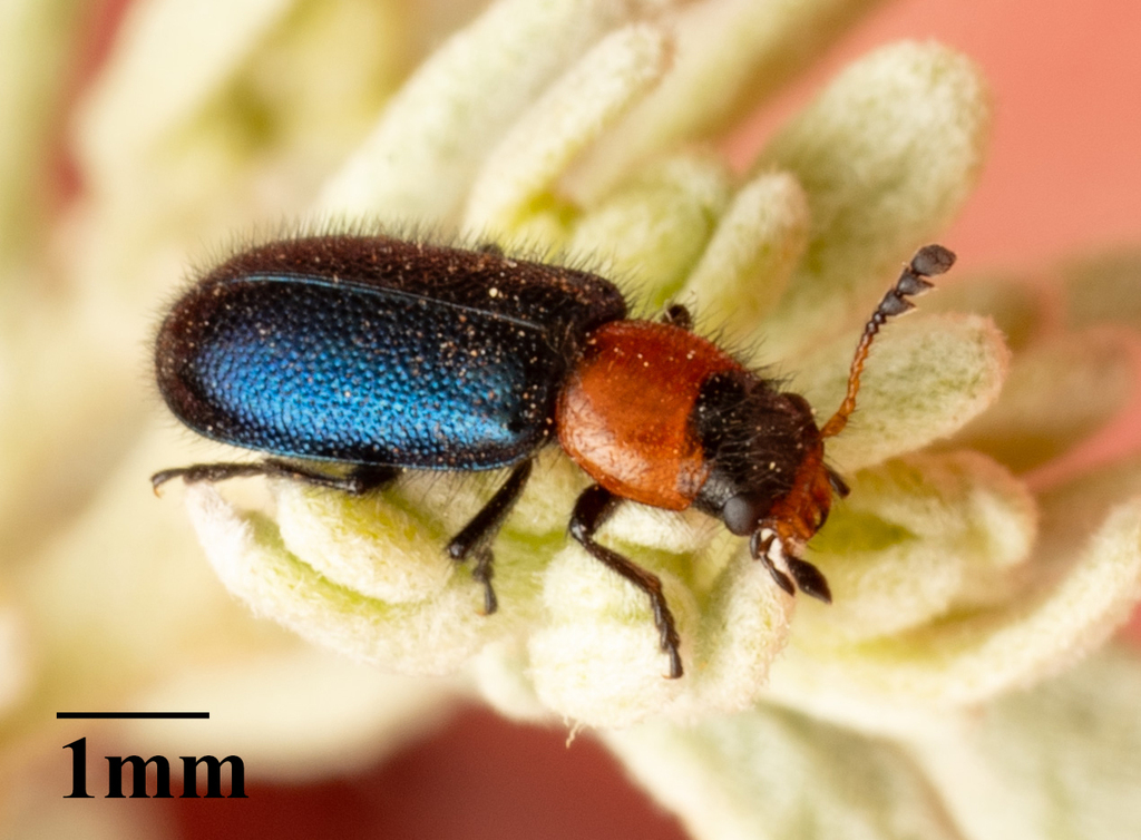 Loedelia maculicollis