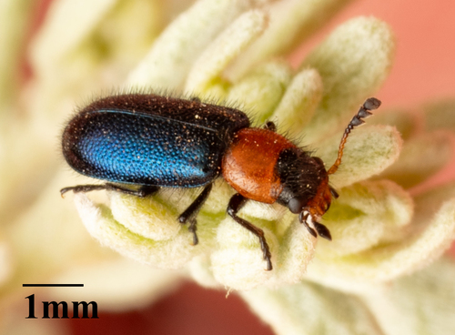 Loedelia maculicollis
