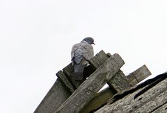 Columba palumbus