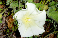 Calystegia collina