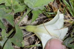 Calystegia collina