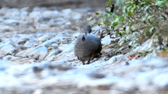 Crypturellus cinnamomeus