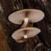 Cyclocybe parasitica - Photo (c) Reiner Richter, some rights reserved (CC BY-NC-SA), uploaded by Reiner Richter