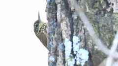 Lepidocolaptes affinis