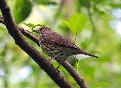 Turdus philomelos