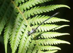 Austroargiolestes calcaris