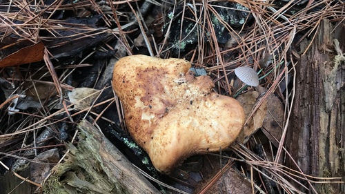 Polyporus tubaeformis image