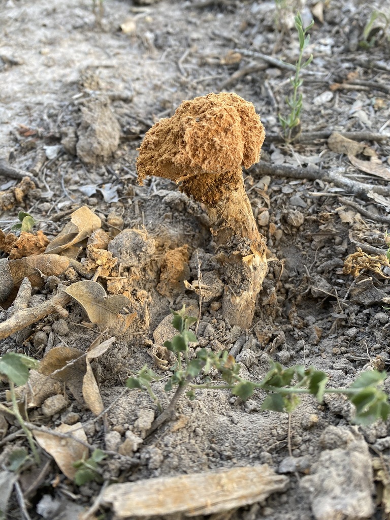 Battarrea phalloides · June 2023 · photo: © carancho (iNaturalist, cc-by)