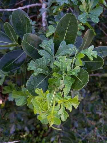 Kedrostis nana