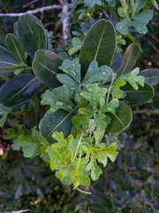 Kedrostis nana