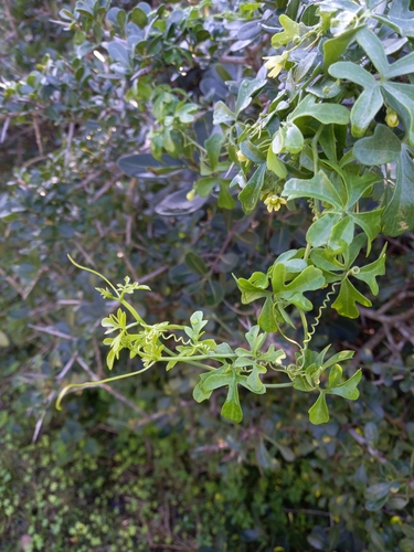 Kedrostis nana