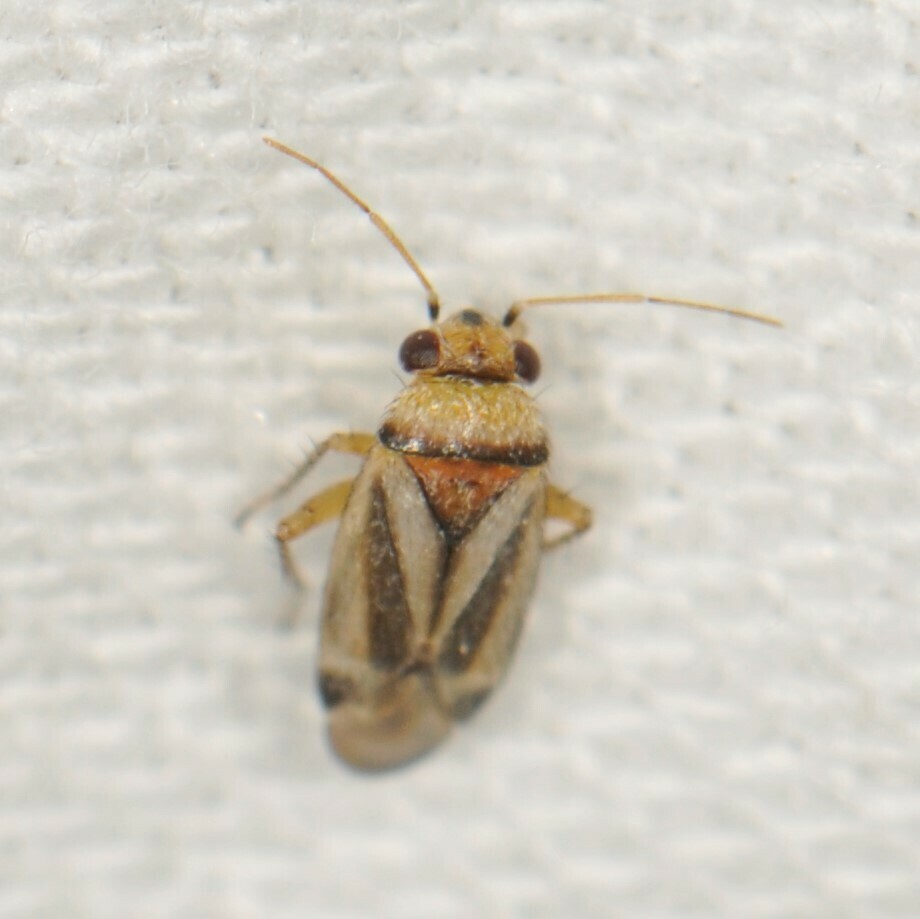 Knightomiroides nigrovirgatus