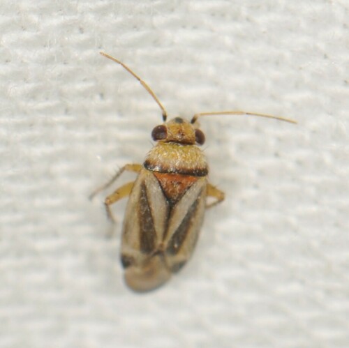 Knightomiroides nigrovirgatus