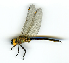 Somatochlora semicircularis